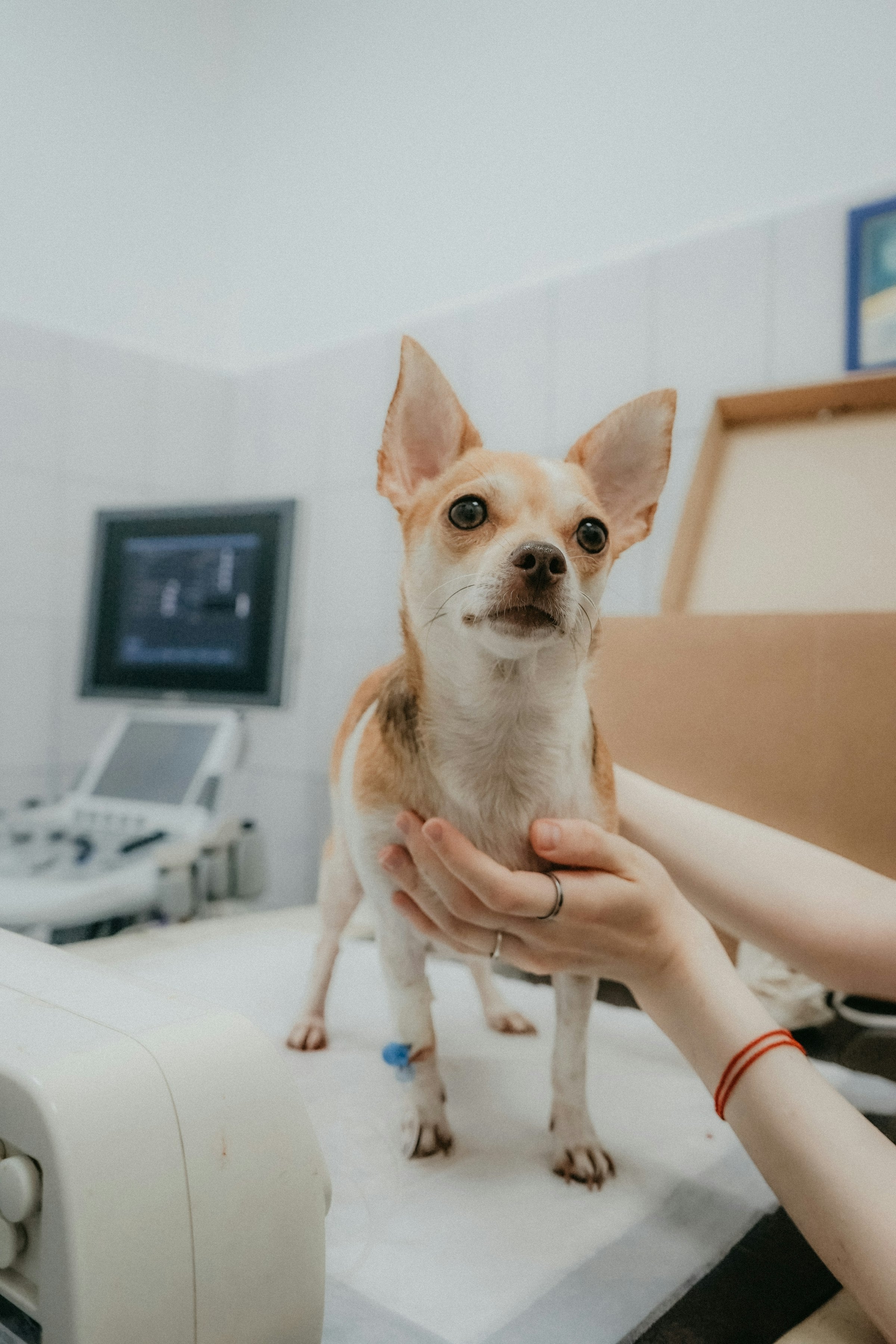 Atención veterinaria